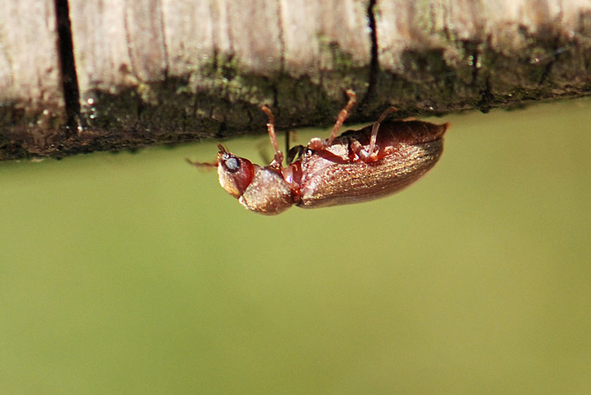 Stegobium paniceum?  Oligomerus ptilinoides